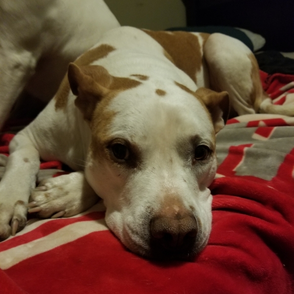 Meet your Posher, Shaina - Picture 4 of 4